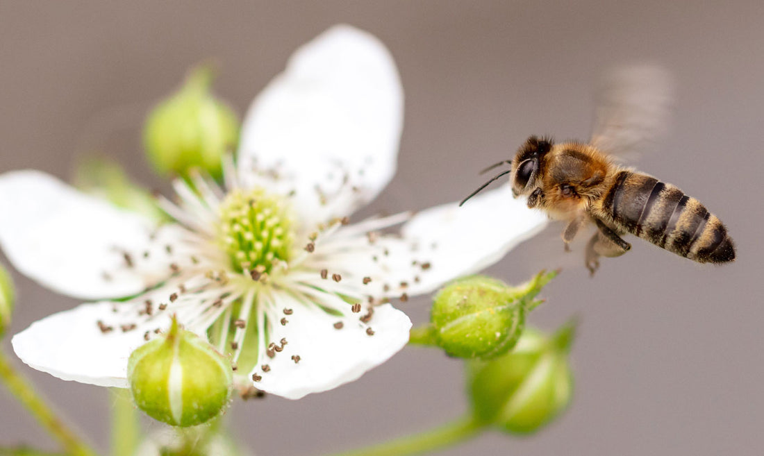 Bee aware: Honey bee lessons for the classroom
