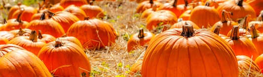 Many orange pumpkins resting on straw in a pumpkin patch